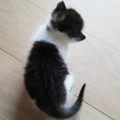 ミルざえもんのプロフィール