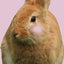 みーこのサムネイル