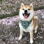 豆助座衛門のサムネイル