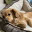 犬連れキャンプのすゝめのサムネイル