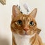猫のふーちゃんのサムネイル