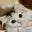 猫好き北海道祐子のブログ!スコティシュフォールド9匹飼ってます