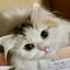 画像 猫好き北海道祐子のブログ!スコティシュフォールド9匹飼ってますのユーザープロフィール画像