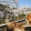 すずとわのサムネイル