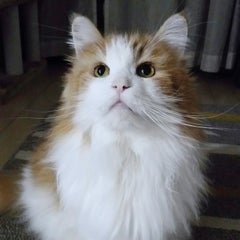 のんさんのプロフィール