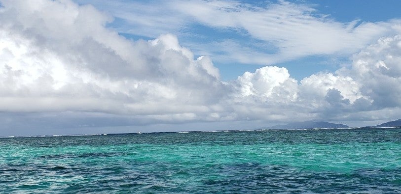 camomin05