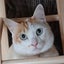 画像 猫かえってくる日記のユーザープロフィール画像