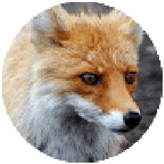 さぼりchのプロフィール