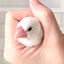 puputan-bunchoのサムネイル