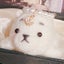 azaraのサムネイル