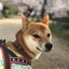 画像 柴犬　お凛の日常〜Rin's life〜のユーザープロフィール画像