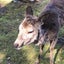 庭野　庭鳥のサムネイル