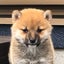 ぺきごんのサムネイル