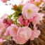 cherry-blossomのサムネイル