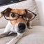 画像 オリジナル犬用グッズのお店【travieso】のブログのユーザープロフィール画像