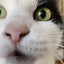 画像 野良猫出身★てらねこたちのマタ～りな日々のユーザープロフィール画像