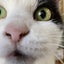 ねこでらのサムネイル