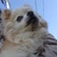 ちろめぐのサムネイル