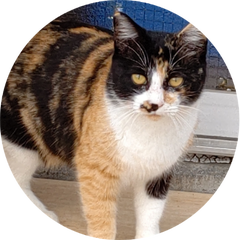 老人と猫 老人と猫