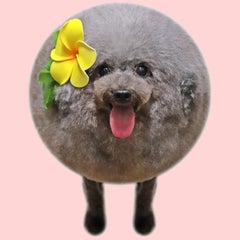 ごまちゃんが丸いカットになった理由 よりこころ 犬と一緒に心輝く人生を送ろう 三重県津市ドッグサロン プードルブリーダー