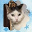 画像 hananaのブログ　猫と病気と付き合う日々・初めての闘病記事のユーザープロフィール画像