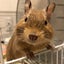 きなこのサムネイル