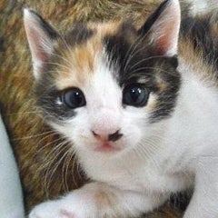 三毛猫リリコのプロフィール