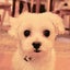 画像 保護犬の幸せレシピのユーザープロフィール画像