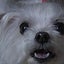 iibosiのサムネイル