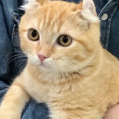 みけのプロフィール