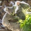 Kacoのサムネイル