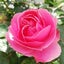 薔薇とバラのサムネイル