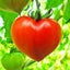 画像 トマト爆弾の『日日是好日』ブログのユーザープロフィール画像