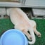 bellaのサムネイル