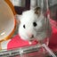 だいこのサムネイル