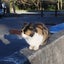 画像 公園の猫の旅のユーザープロフィール画像