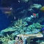 ocean-olive-oasisのサムネイル