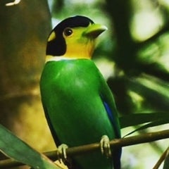 鷹の声でカラス撃退 がんサバイバーで野鳥の虜のtorikoです