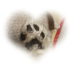 パウパト☆のプロフィール