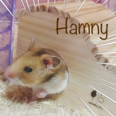 Humnyブログ　のプロフィール