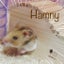Humnyブログ　のサムネイル