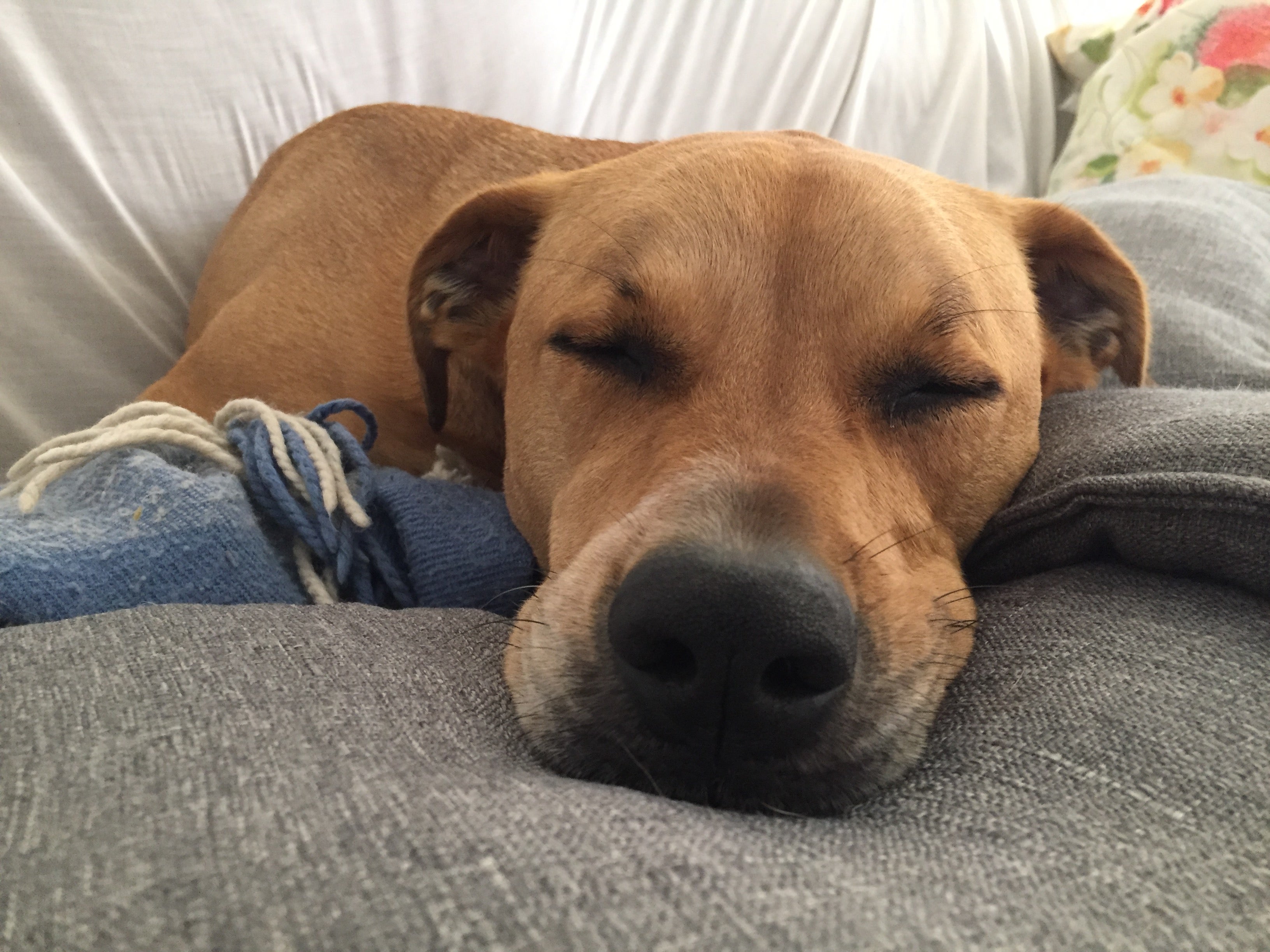 レズビアン　外人 