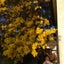 mimosa239142のサムネイル