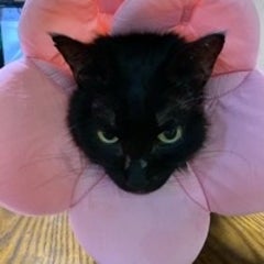 kuroneko4662のプロフィール