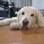 画像 シニア犬と花のブログのユーザープロフィール画像