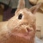Yacco(ﾔｺ)のサムネイル