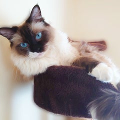 momoママのプロフィール