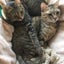 madaraneko-2021 斑猫閑人のサムネイル