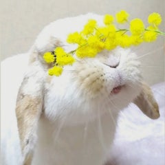 kimidoriのプロフィール
