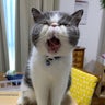 よぶぅのプロフィール